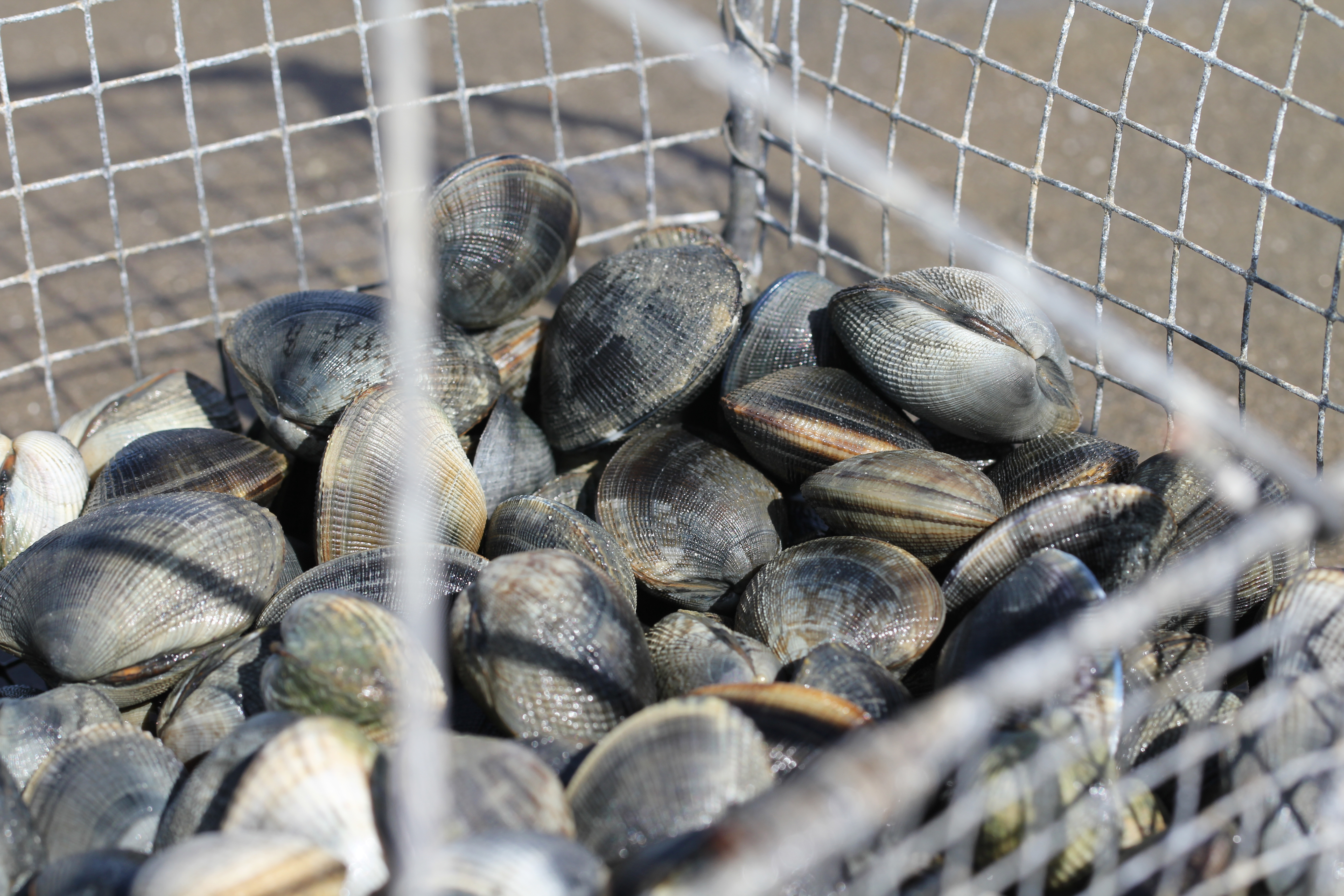 Photo d'un panier de coquillage