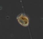 Phytoplancton Photographie d'une cellule de phytoplancton